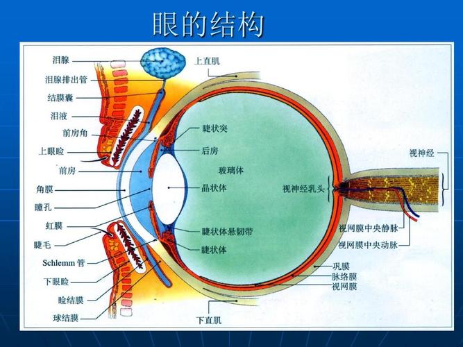 眼球的结构_眼球的结构图