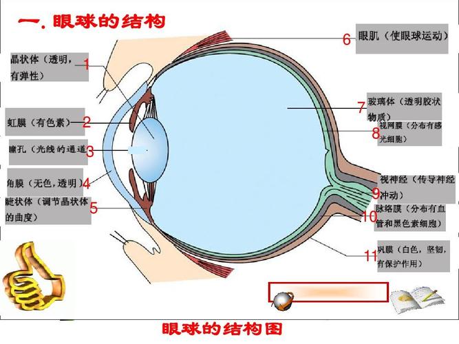 眼球的结构_眼球的结构图