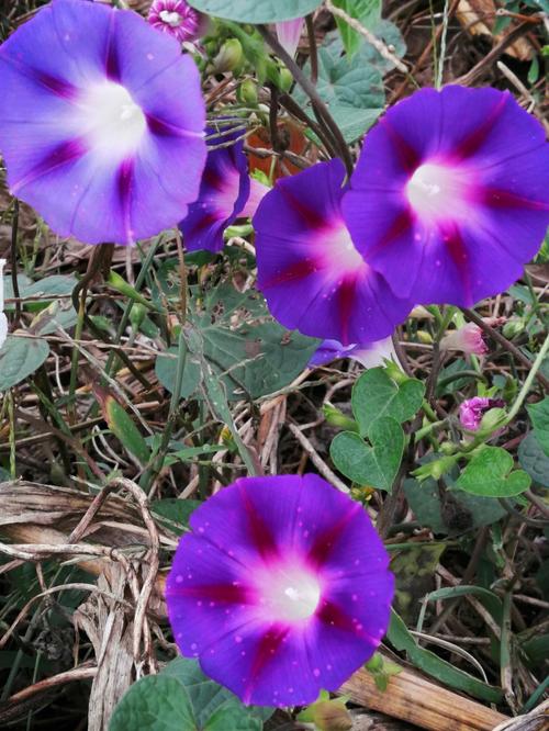 牵牛花是什么颜色的_早上的牵牛花是什么颜色的