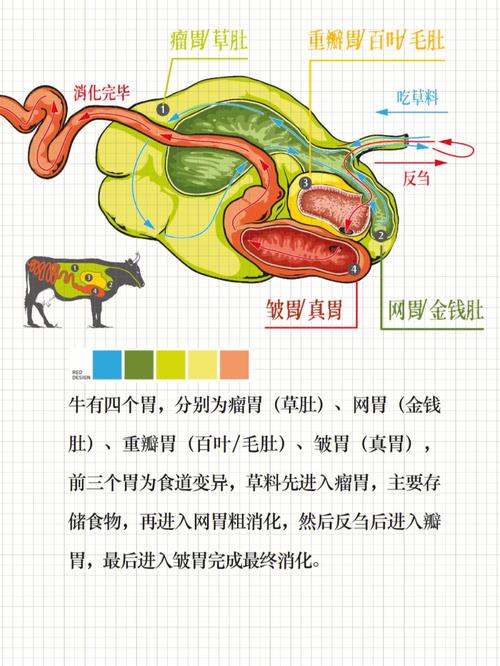 牛几个胃_牛几个胃啊