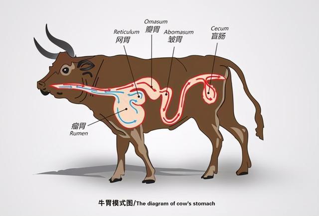 牛几个胃_牛几个胃啊