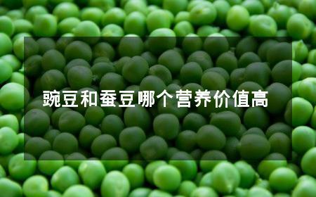 蚕豆的营养价值_蚕豆的营养价值及功效与作用禁忌豌豆