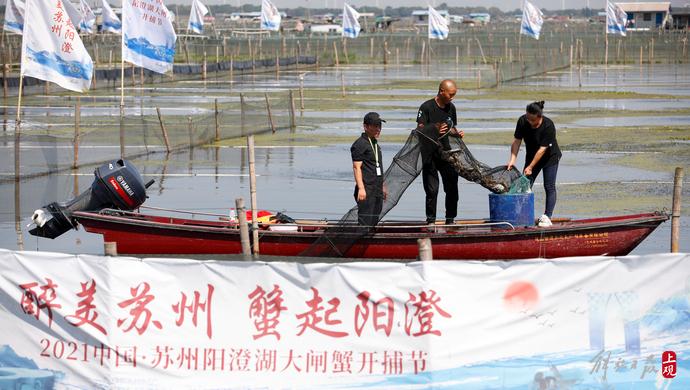 昆山阳澄湖大闸蟹_昆山阳澄湖大闸蟹开捕