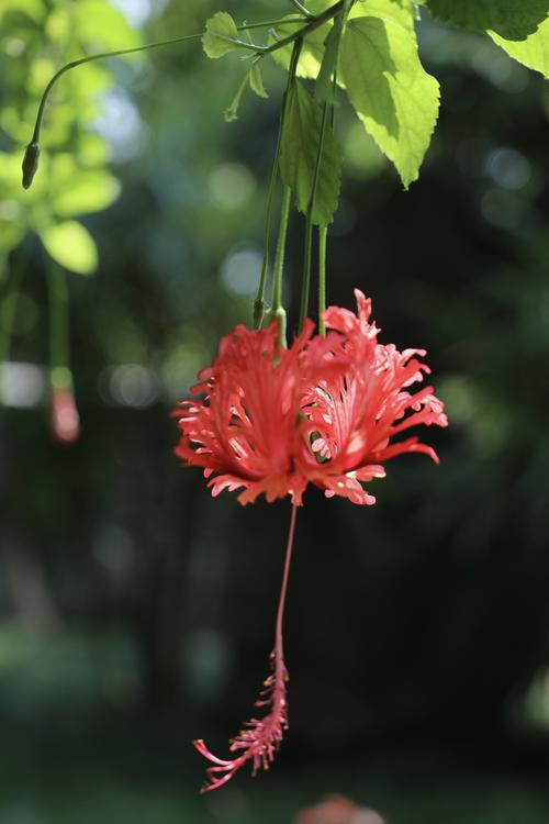 吊灯花_吊灯花图片