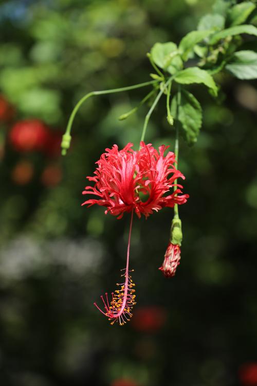 吊灯花_吊灯花图片