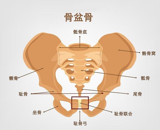 孕妇耻骨位置图_孕妇耻骨位置图片