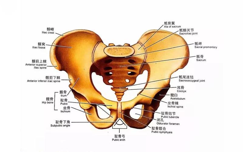 孕妇耻骨位置图_孕妇耻骨位置图片