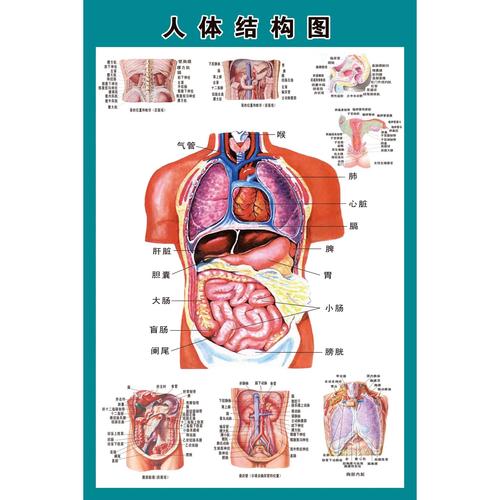 人体内部结构图_人体内部结构图 分布图