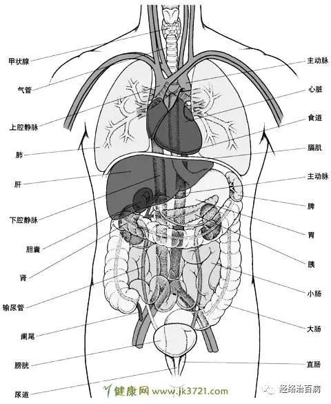 人体内部结构图_人体内部结构图 分布图