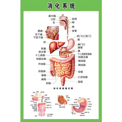 人体内部结构图_人体内部结构图 分布图