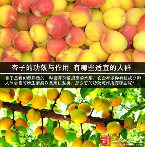 杏子的功效与作用禁忌_小核桃的营养价值