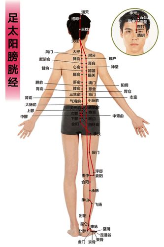 人体经络走向图_人体经络走向图(动画版)