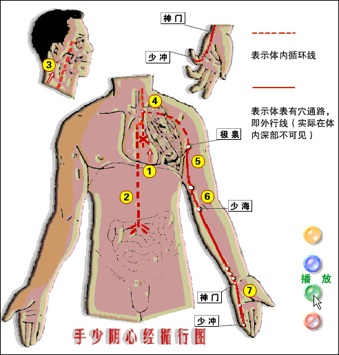 人体经络走向图_人体经络走向图(动画版)