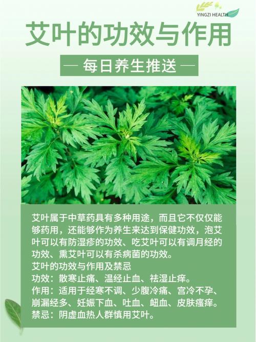 艾叶的功效_艾叶的功效与作用及禁忌