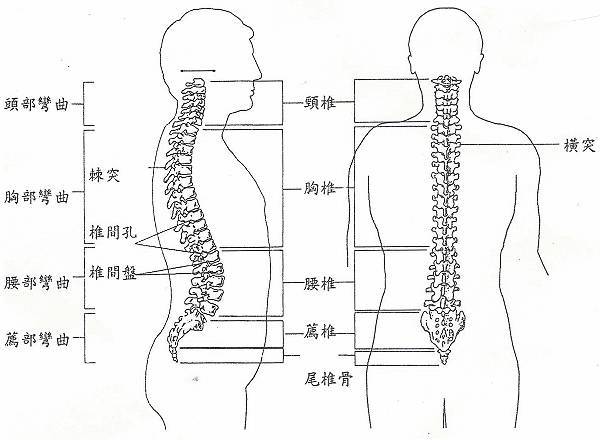 尾骨疼是怎么回事_尾骨疼是怎么回事女性