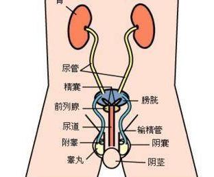 前列腺病_前列腺病是什么原因引起的