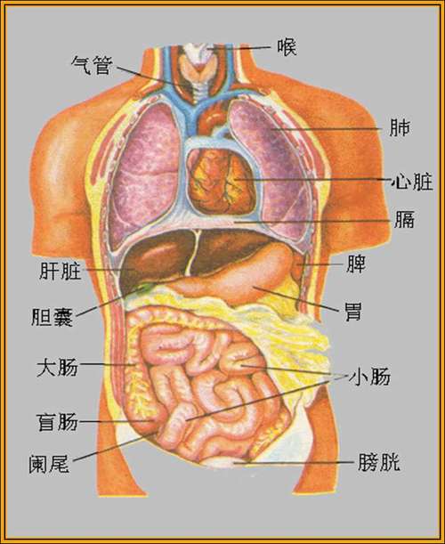 人体结构组织图_人体结构基本图