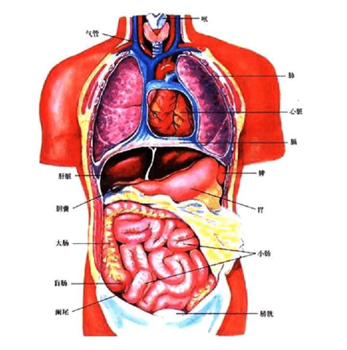 人体结构组织图_人体结构基本图