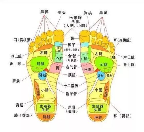 脚底对应的器官图_左右脚底对应的器官图