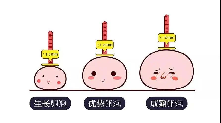 卵泡多大成熟_卵泡多大成熟排出