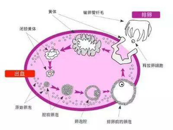 卵泡多大成熟_卵泡多大成熟排出