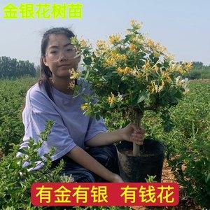 盆栽金银花种植技术_水果苗木批发市场