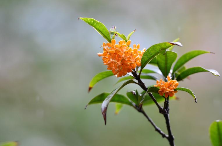 桂花图片_桂花图片高清