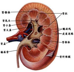 肾萎缩_肾萎缩是什么病,严重吗?