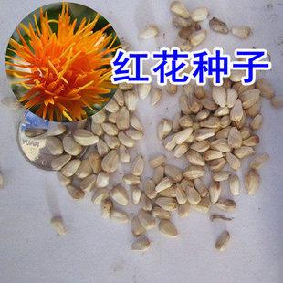 红花种子_红花种子价格表和图片