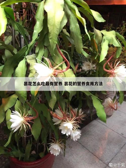 昙花可以吃吗_昙花可以吃吗有什么作用