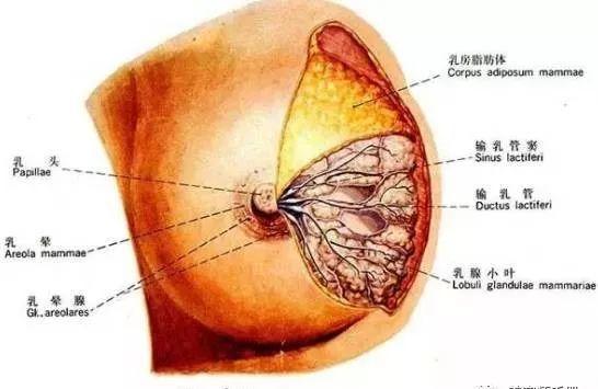 乳图_