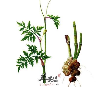 苏木的功效与作用_川芎的功效与作用