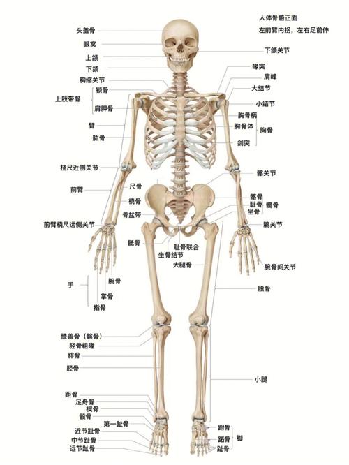 人体骨骼结构图_人体骨骼结构图大全高清图