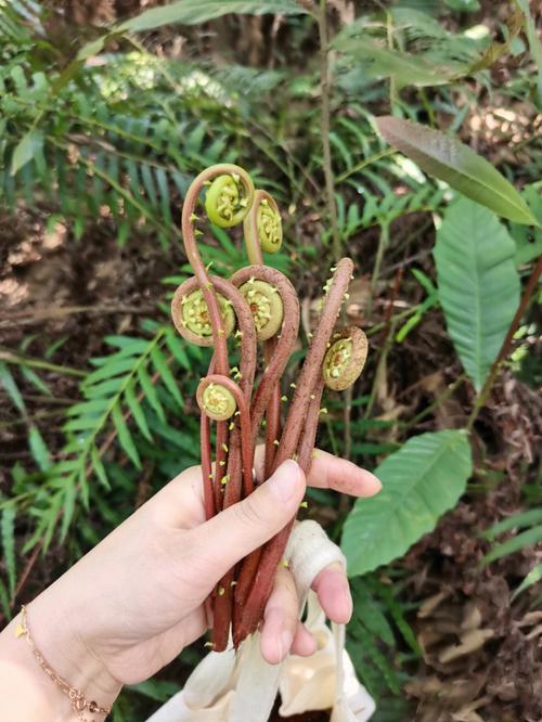 蕨菜_蕨菜的功效作用及危害