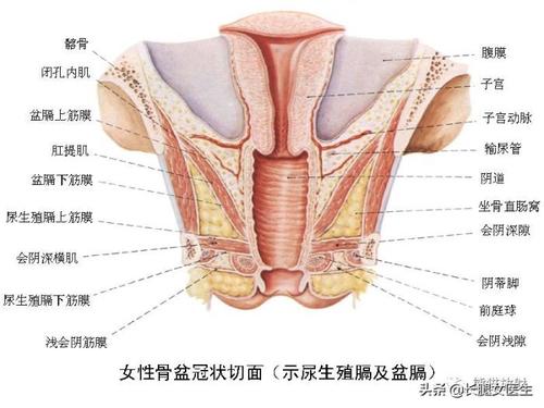 女性殖噐官图片欣赏_