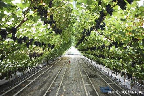 大棚葡萄种植技术_大棚葡萄种植技术大全