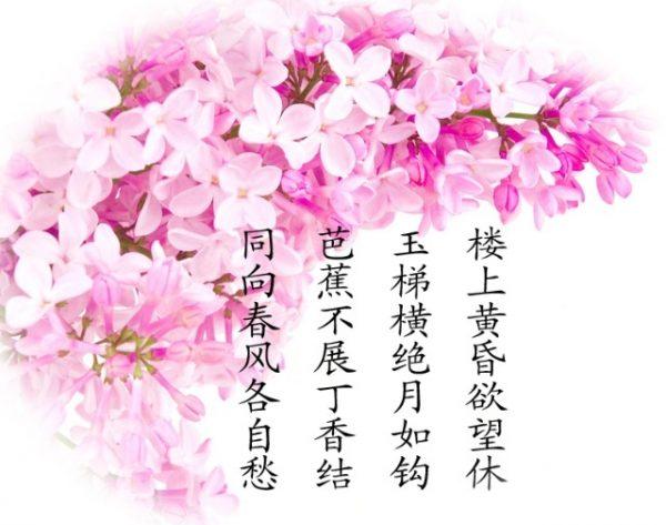 芭蕉_芭蕉不展丁香结,同向春风各自愁