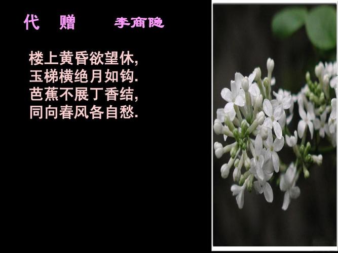 芭蕉_芭蕉不展丁香结,同向春风各自愁