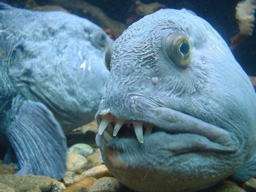 海狼鱼_海狼鱼幼鱼