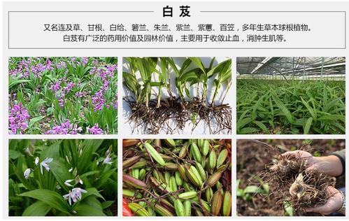 白芨的作用_白芨的作用和功效是什么