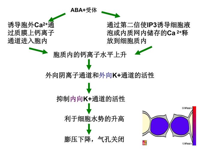 脱落酸的应用_脱落酸的应用举例