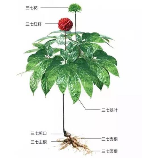 田七的功效与作用_田七的功效与作用能长高吗