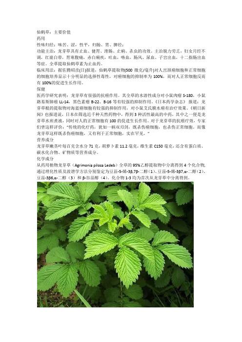 仙鹤草的功效与作用及食用方法_仙鹤草的功效与作用禁忌症