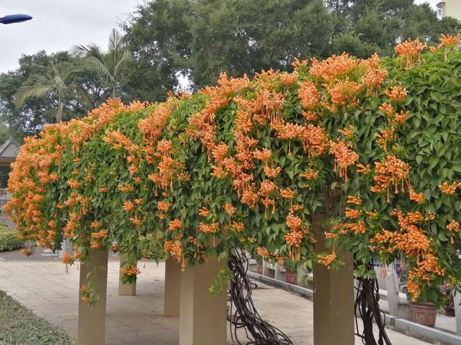 炮仗花_炮仗花图片