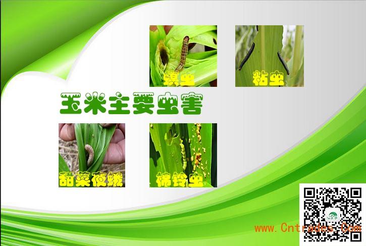 玉米粘虫_玉米粘虫用什么药防治效果好