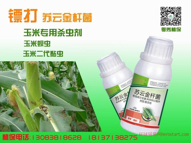 玉米粘虫_玉米粘虫用什么药防治效果好