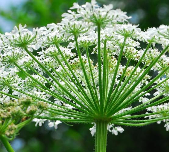 独活草_独活草图片