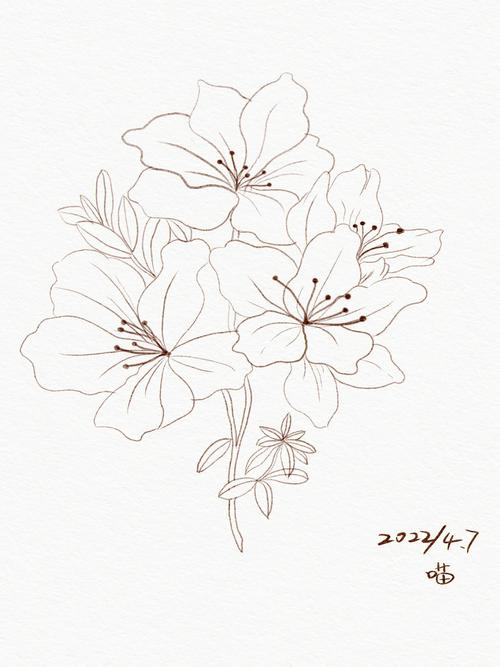 杜鹃花的图片_杜鹃花的图片简笔画