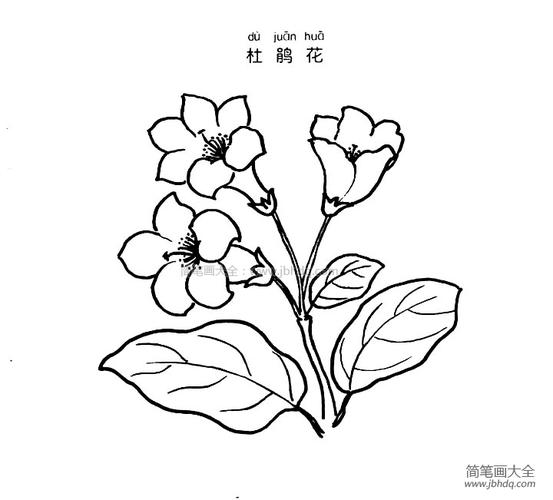 杜鹃花的图片_杜鹃花的图片简笔画