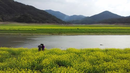 油菜花开的季节_油菜花开的季节歌曲